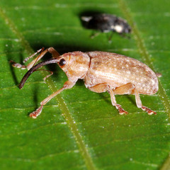 Dorytomus longimanus