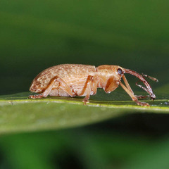 Dorytomus longimanus