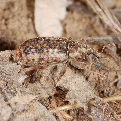 Dorytomus ictor