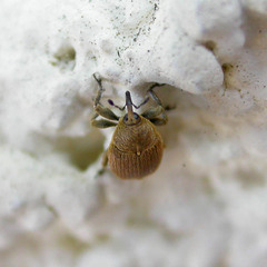 Rhinusa neta