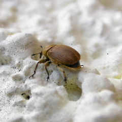 Rhinusa neta