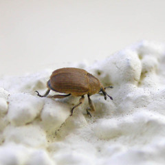 Rhinusa neta
