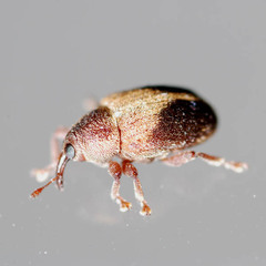 Lignyodes enucleator