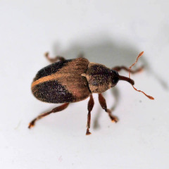 Lignyodes enucleator