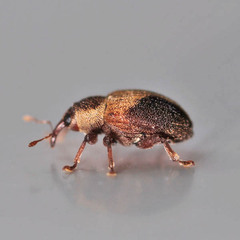 Lignyodes enucleator