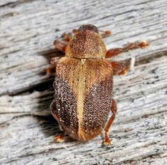Lignyodes enucleator