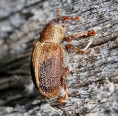 Lignyodes enucleator