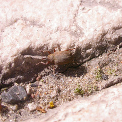 Lignyodes suturatus