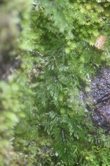 Hymenophyllum multifidum