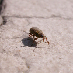 Lignyodes suturatus