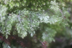 Hymenophyllum multifidum