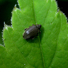 Orchestes fagi