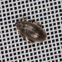 Orchestes fagi