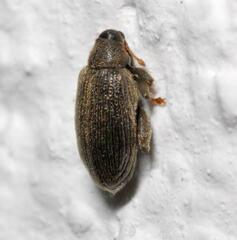 Orchestes fagi