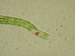 Euglena deses