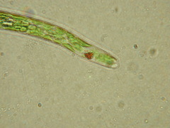 Euglena deses