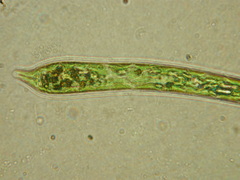 Euglena deses