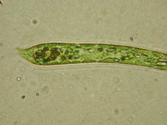 Euglena deses