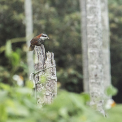 Pomatorhinus musicus