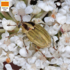 Sibinia attalica