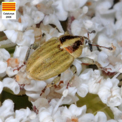 Sibinia attalica
