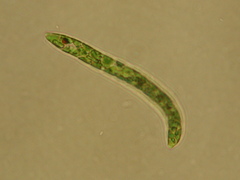Euglena deses