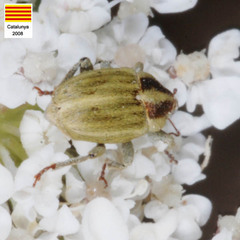 Sibinia attalica
