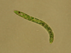Euglena deses