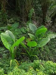 Alocasia