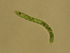 Euglena deses