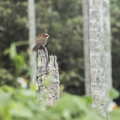 Pomatorhinus musicus