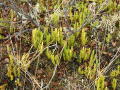 Spinulum annotinum alpestre