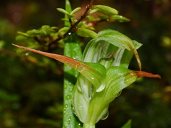 Pterostylis australis