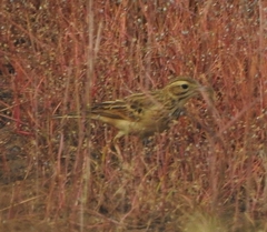 Anthus godlewskii