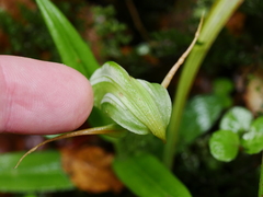 Pterostylis australis