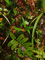 Pterostylis australis