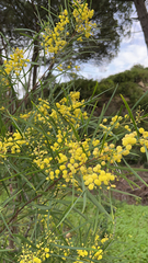 Acacia retinodes
