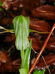Pterostylis australis