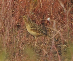 Anthus godlewskii