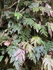 Blechnum colensoi