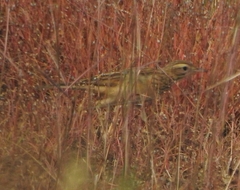 Anthus godlewskii