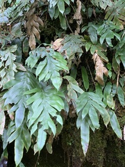 Blechnum colensoi