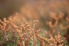 Gleichenia alpina