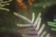 Gleichenia alpina