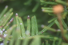 Gleichenia alpina