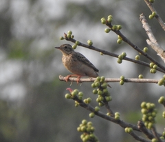 Anthus godlewskii