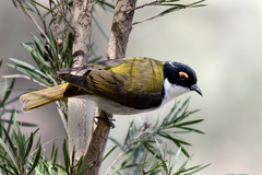 Melithreptus lunatus