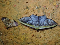 Zythos strigata