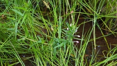 Epilobium pallidiflorum