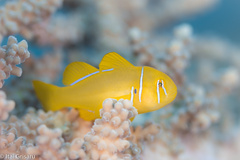 Gobiodon citrinus